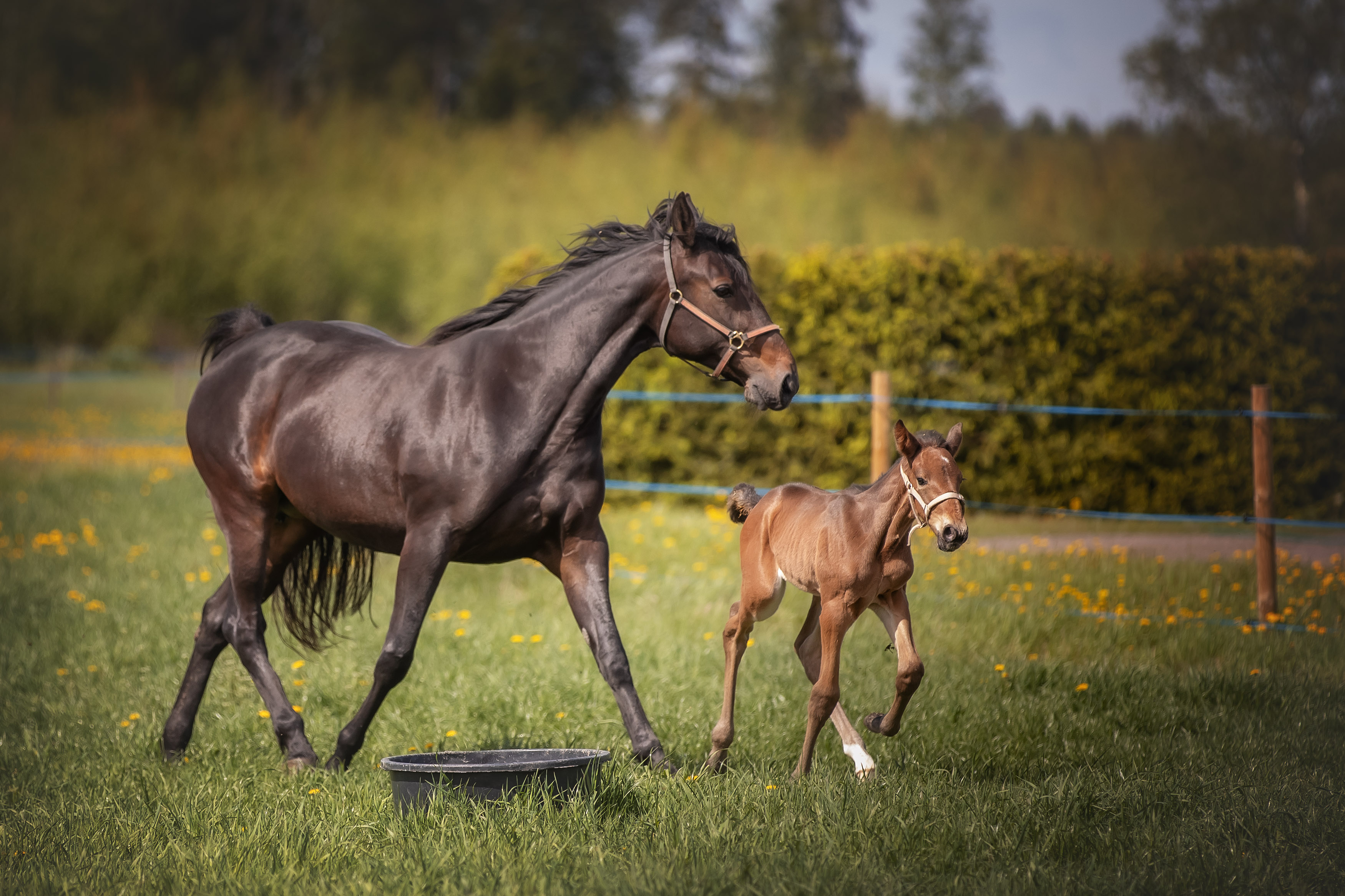 Ravihevosten astutusluvut laskivat jokaisessa Pohjoismaissa.