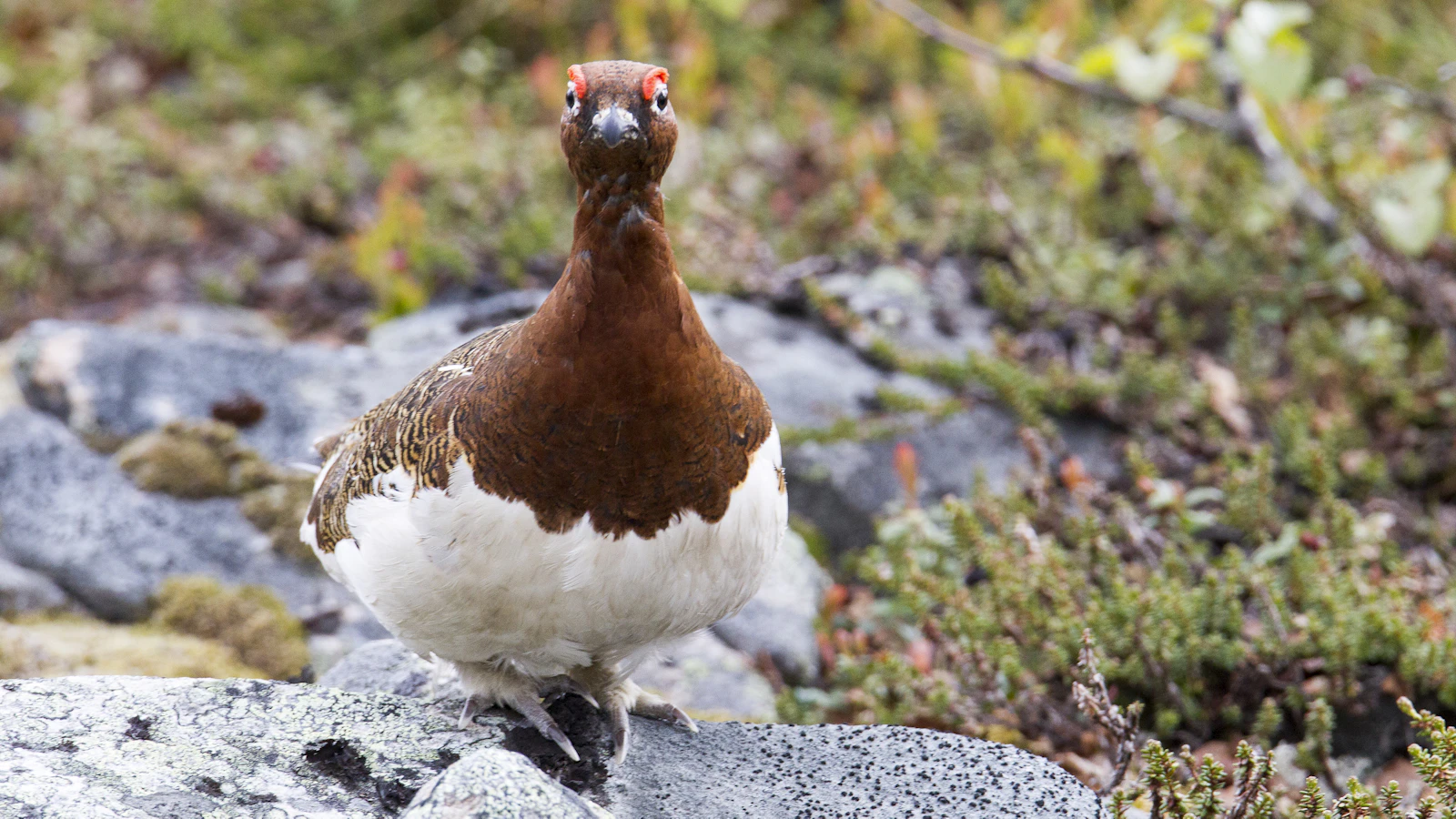 Maaseudun Tulevaisuus