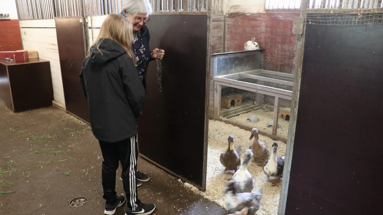 Pulma on ratkaistu ja lukon koodi selvinnyt. Kun lauma ankkoja ryntää avatusta karsinanovesta käytävälle, meno ja ääni on sen mukaista. Pakohuoneessa eläimet ovat aivan normaalisti karsinoissaan.