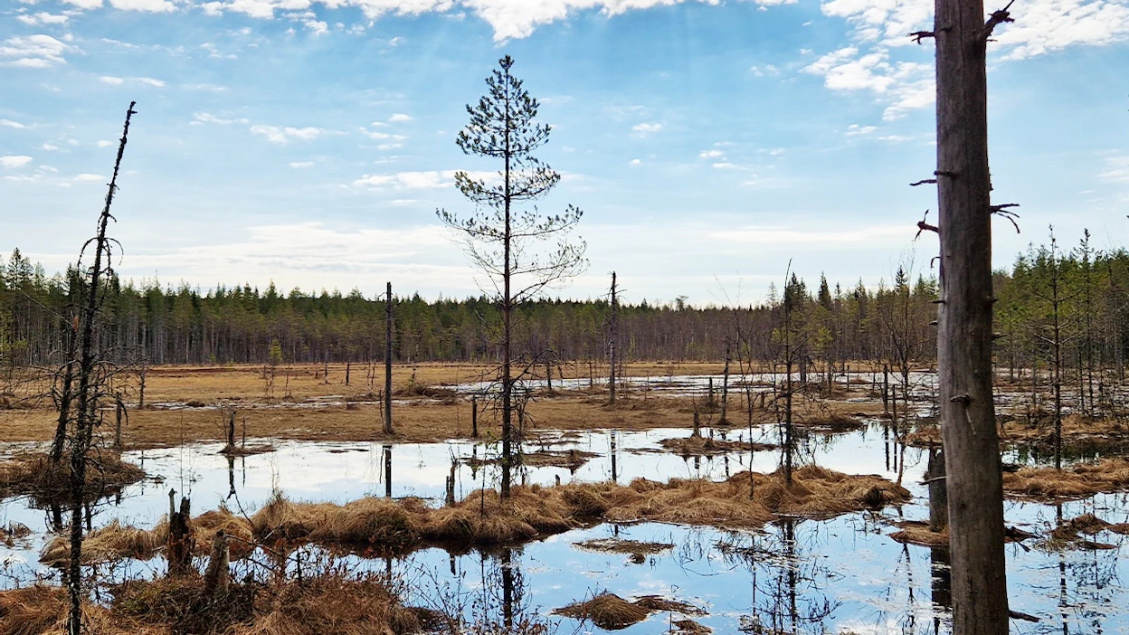 Joutenlammen luonnonsuojelualue toimii suoluonnon monimuotoisuutta edistävänä tukialueena.