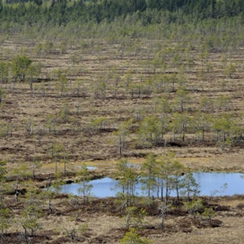 Pauli Savolaisen mielestä suohon upotetut puut säilyvät siellä tuhansia vuosia.