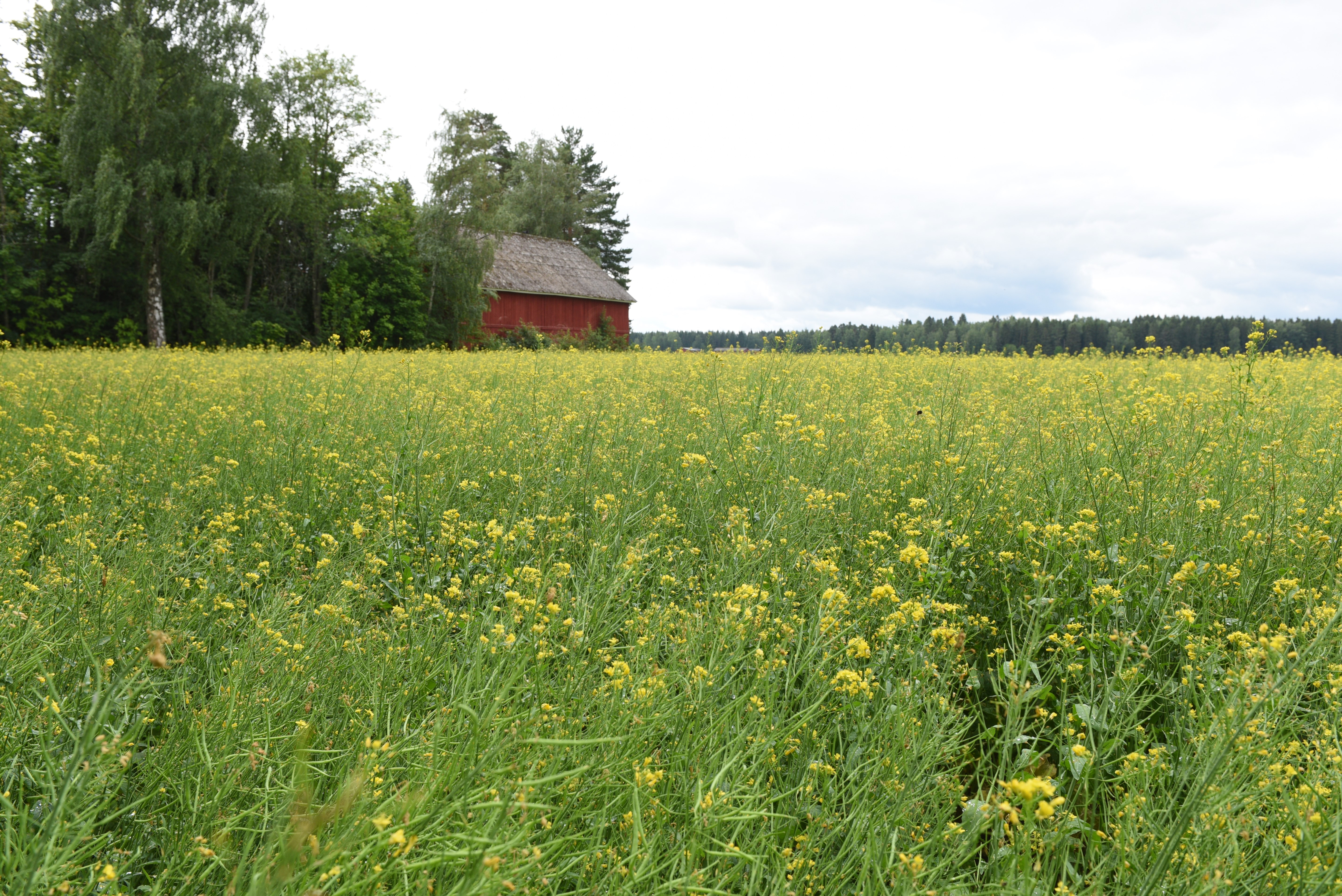 Svea on yksi uusista öljykasviteollisuuden suosittelemista kevätrypsilajikkeista. 
