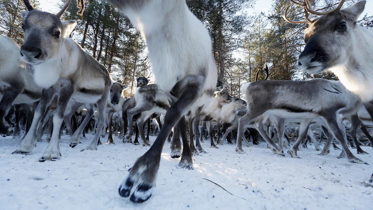 Ylä-Lapissa tutkitaan vakavia porotalouteen liittyviä rikoksia. Kuvan porot eivät liity juttuun.