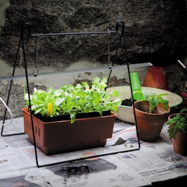 Kasvivalot auttavat kasveja selviytymään pimeään vuodenaikaan. 
