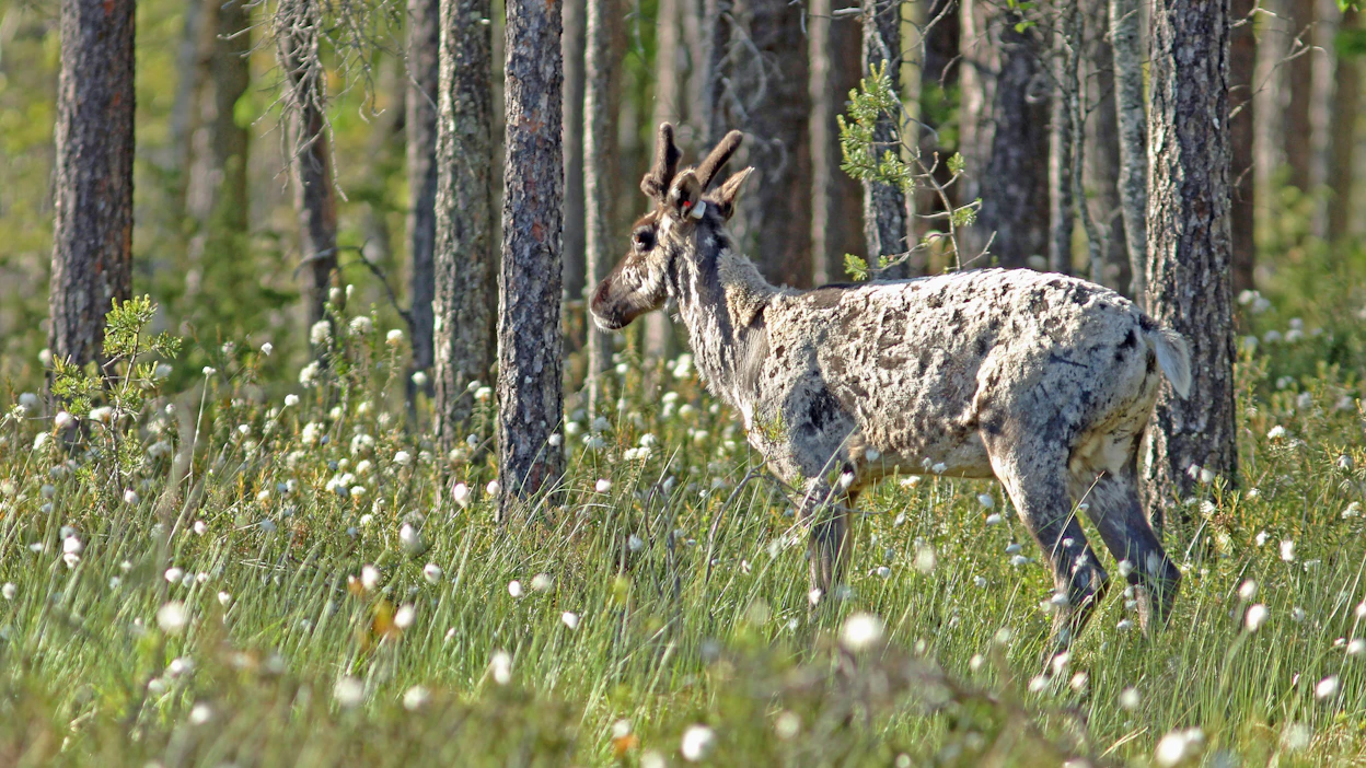 Talvikarva saattaa lähteä peurasta laikkuina, joten rähjäisen ulkokuoren ei pidä antaa hämätä. Vasa on toipunut talven koettelemuksista hienosti.