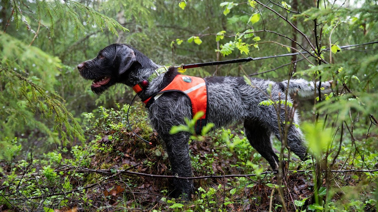 Saksassa otetaan koirat avuksi villisikojen metsästykseen ja kuolleiden eläinten etsintään. Arkistokuva, karkeakarvainen saksanseisoja kuvattuna Suomessa.