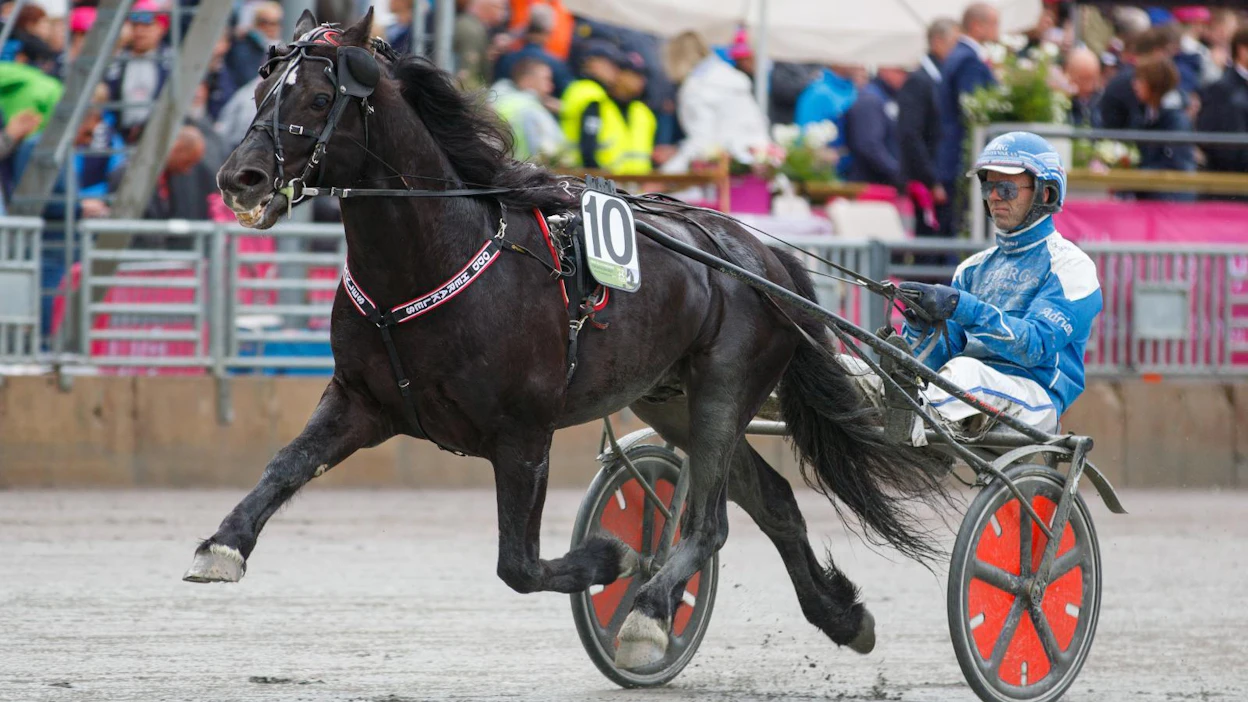 Odd Herakles on ollut vuosikausia Pohjoismaiden kylmäverihuipulla. Kuvassa se valmistautuu vuoden 2019 Elitkampeniin Adrian Solberg Akselsenin kanssa.