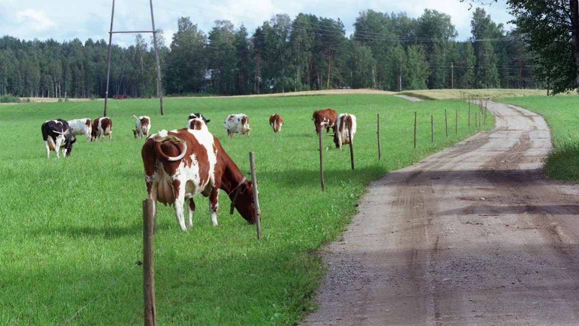Kokonaisarvolla mitattuna maidontuotanto on suomalaisen maatalouden merkittävin tuotantosuunta.