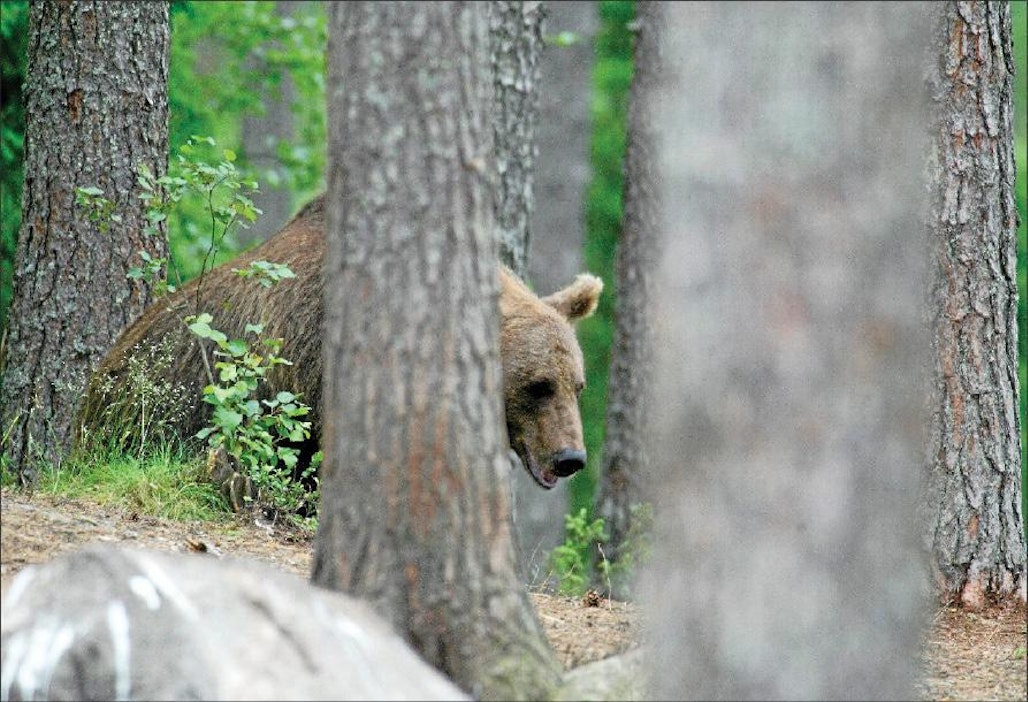 Karhun epäillään hätistelleen hiehoja karkuteille. Markku Vuorikari