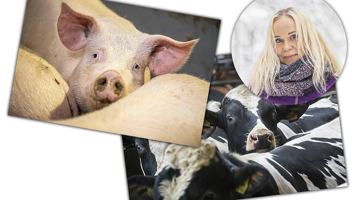 Eläinfilosofi Elisa Aaltola kehotti maanantain MT:ssä viljelijöitä sopeutumaan kasvisruokabuumiin. Suomessa on kuitenkin heikot olosuhteet pelkälle viljanviljelylle.