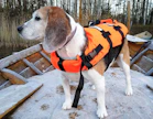 Koe-eläimenä olleella Viivi-beaglella ei ole lainkaan metsästysviettiä. Se on myös vähän tosikko, Marjut Närhi-Sairanen kertoo. Nyt, yli kahdeksanvuotiaana, se on ­löytänyt telmimisen ilot lauman nuorimman koiran kanssa. ”Olen oppinut hirveän hyvin ymmärtämään, että ihmiset ottavat rescue-koiria. Niin upea kokemus tämä on ollut.”
