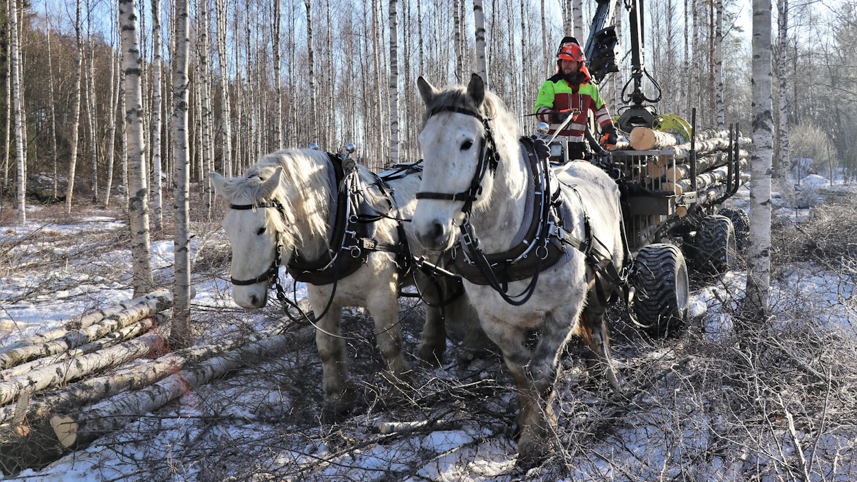 Hevosmetsuri Miika Åfelt on jo pitkään tehnyt metsätöitä pecheron-hevosilla. Arkistokuva.