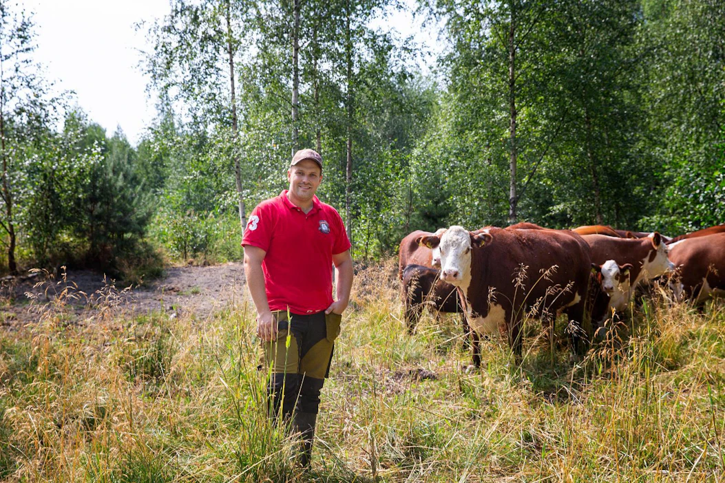 Lehmien omistaja Juhani Suomi kertoo, että perinnebiotoopin hoidossa ison työn tekevät laiduntavat eläimet.