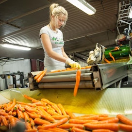 Maatalouden kausityöntekijöitä tulee eniten Venäjältä ja Ukrainasta. Kuvassa Santa Bogdanova lajittelee porkkanoita Karotia Oy:n tiloissa Forssassa.