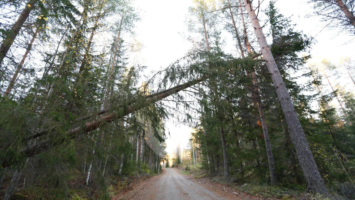 Valio-myrsky kaatoi Kivijärvellä puita lokakuussa, nyt lumi ja myrsky uhkaa samaa aluetta. Kovimmat puuskat ovat luvassa Lounais-Suomeen ja Uudellemaalle.