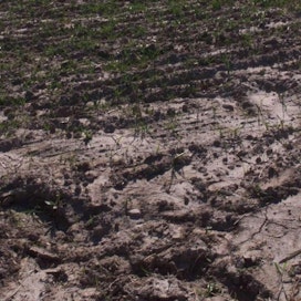 Rankkasateen piiskaama pelto. Tälle pellole satoi yhden aamupäivän aikana lähes 60 milliä vettä. Pellolla lainehtinut vesi kuoretti pinnan niin syvältä, että paikoin oraat eivät nousseet ollenkaan pintaan.