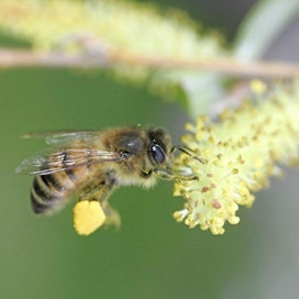 Maaliskuun alun lämmin sää sai mehiläiset tekemään puhdistuslentoja.