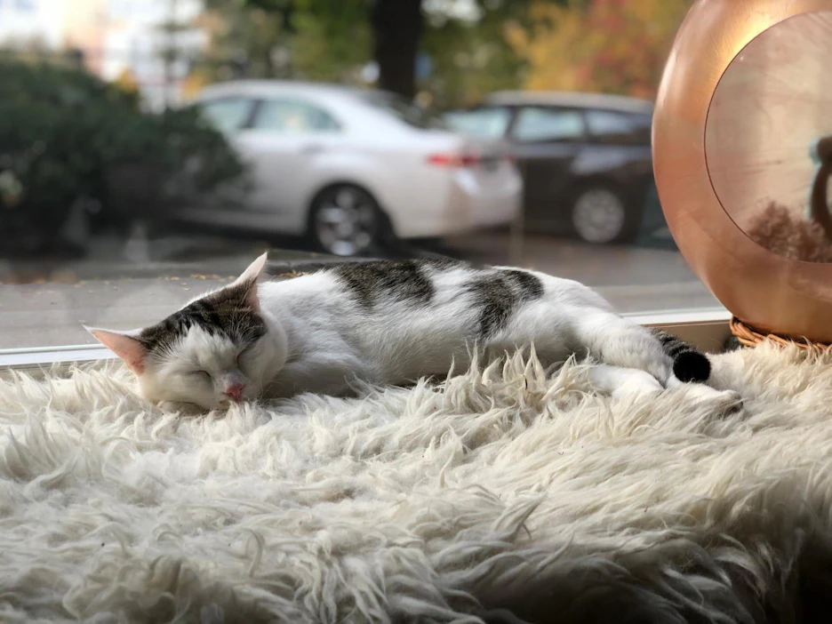 Yksi kissoista meni päiväunille ikkunan luokse. Aikuisten kissojen lisäksi kahvilassa on myös pari pentua.