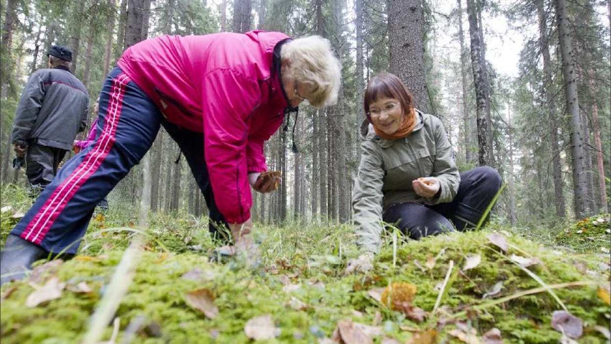 Suojelualueelta löytyy kaikkien iloksi suppilovahveroita. Kuvassa Airi Saari (vas.) ja biologi Maritta Liedenpohja-Ruuhijärvi Hämeen elykeskuksesta. Markku Vuorikari