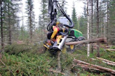 Mitä tiheämmässä metsässä hakkuu tehdään, sitä suurempi on riski puustovaurioihin.
