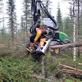 Mitä tiheämmässä metsässä hakkuu tehdään, sitä suurempi on riski puustovaurioihin.