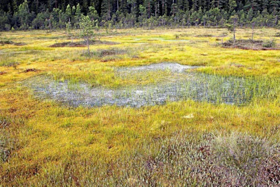 Märkinä vuosina metsät saattavat olla yhtä merkittäviä metaanin lähteitä kuin suot.