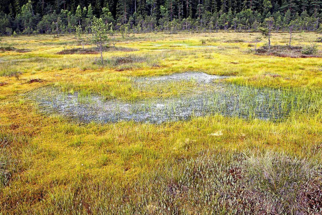 Märkinä vuosina metsät saattavat olla yhtä merkittäviä metaanin lähteitä kuin suot.