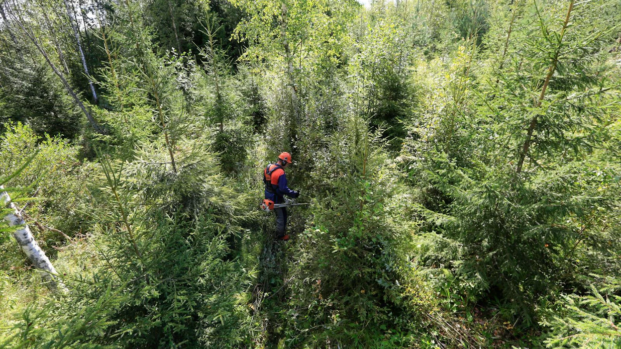 Arvonnan voittajat voivat tilata tarvitsemiaan metsäpalveluja tuhannen euron edestä.