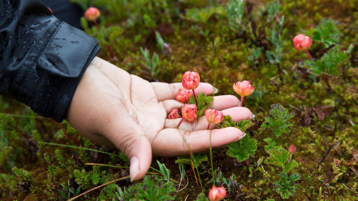 Lakka on on parhaillaan poimintakelpoista lämpimillä kasvupaikoilla eteläistä Lappia myöten. Kuva ei liity juttuun.