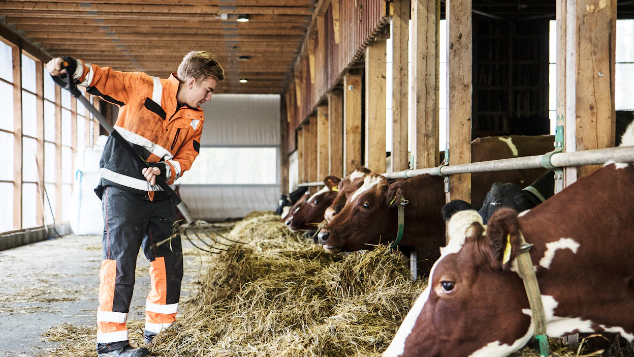 Kotitilallaan kirjoilla oleva 18 vuotta täyttänyt tilaa pitävien yrittäjien lapsi voi ottaa maatalousyrittäjien eläkevakuutuksen. Kuvituskuva.