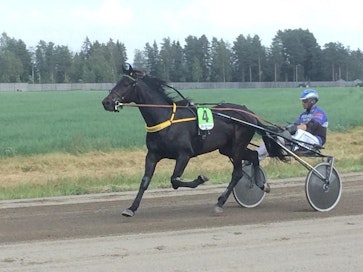 Elinan valmentama Stoneisle Rocket juoksi Jämsässä Henri Bollströmin ohjastamana kakkoseksi.