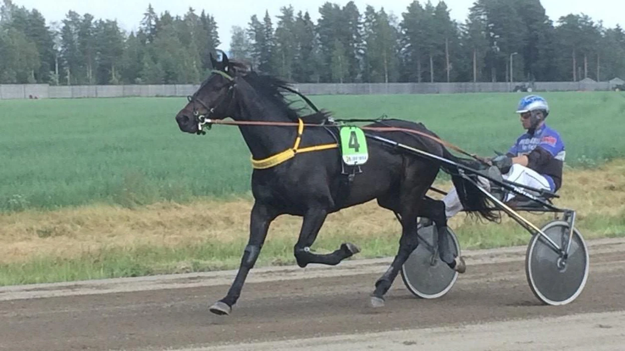 Elinan valmentama Stoneisle Rocket juoksi Jämsässä Henri Bollströmin ohjastamana kakkoseksi.