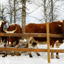 Suomen kylmä talvi tarjoaa taudinaiheuttajille kovan vastuksen. Tautien esiintyvyys ja karjan lääkintä ovat Suomessa vähäisiä EU-vertailussa.
