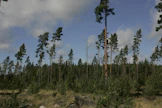 Ylispuukasvatuksessa männikköön tehdään aluksi tavallinen siemenpuuhakkuu. Kaikkia siemenpuita ei kuitenkaan poisteta taimettumisen jälkeen, vaan ne jäävät kasvamaan männikön päällä ylispuina.