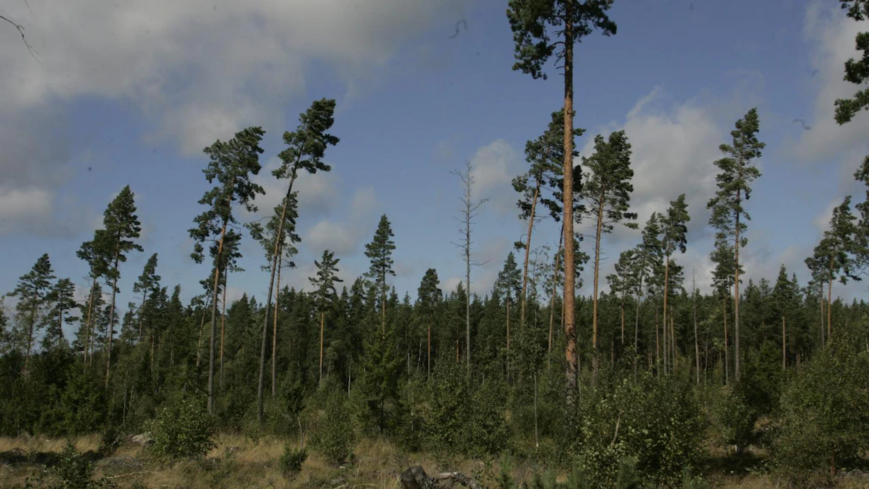 Ylispuukasvatuksessa männikköön tehdään aluksi tavallinen siemenpuuhakkuu. Kaikkia siemenpuita ei kuitenkaan poisteta taimettumisen jälkeen, vaan ne jäävät kasvamaan männikön päällä ylispuina.