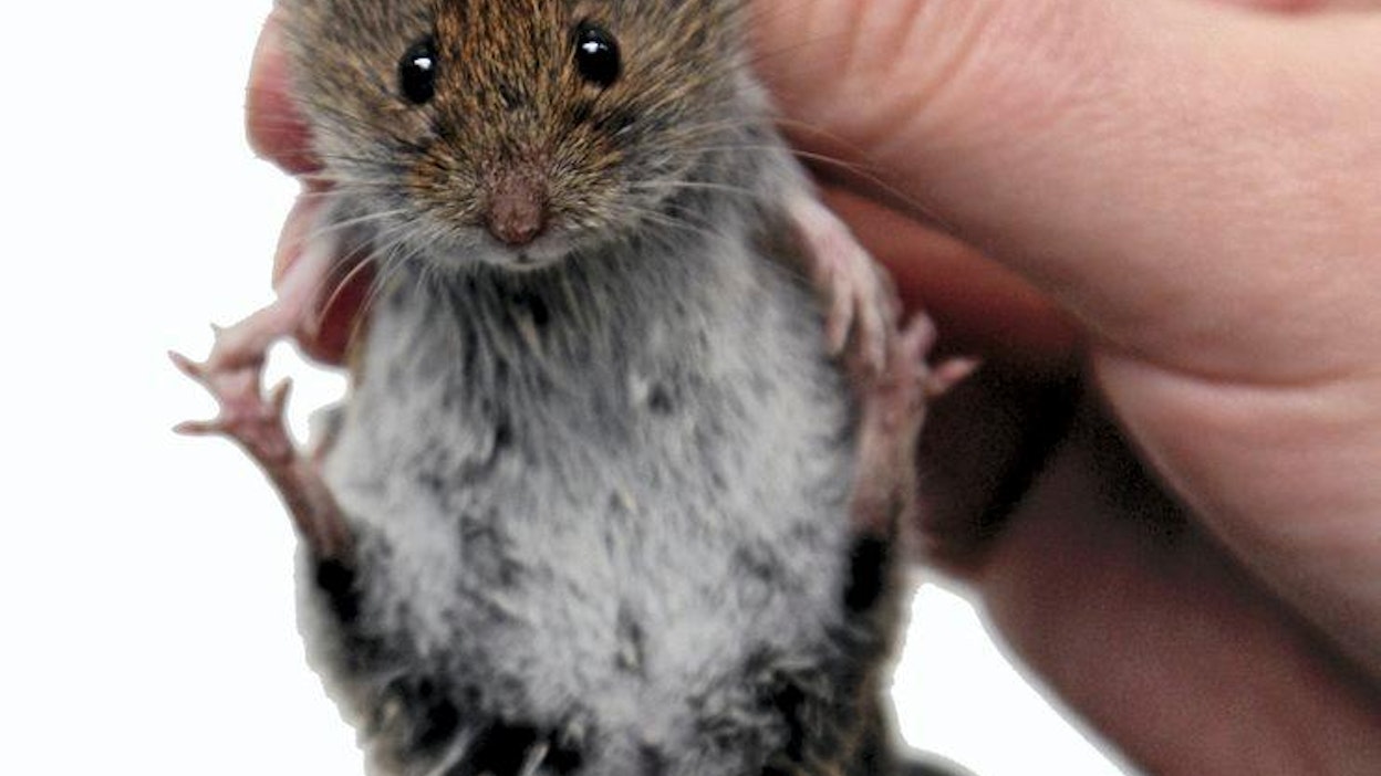 Metla, tutkija Liina Voutilainen, myyrätukimus, myyrä.