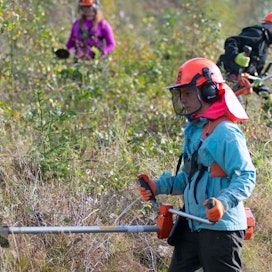 Kämmenniemessä asuva Nina Kirjavainen ja muut kurssilaiset työskentelivät koivujen valtaamassa taimikossa, jossa neljä vuotta sitten istutetut kuusentaimet tuskin erottuvat.