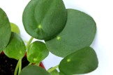 Kilpipiilea viihtyy valoisalla kasvupaikalla itä- tai pohjoisikkunalla. Se ei pidä seisovasta vedestä, joten kasvin hoitajan on varmistuttava, että ruukun pohjassa on reikä.