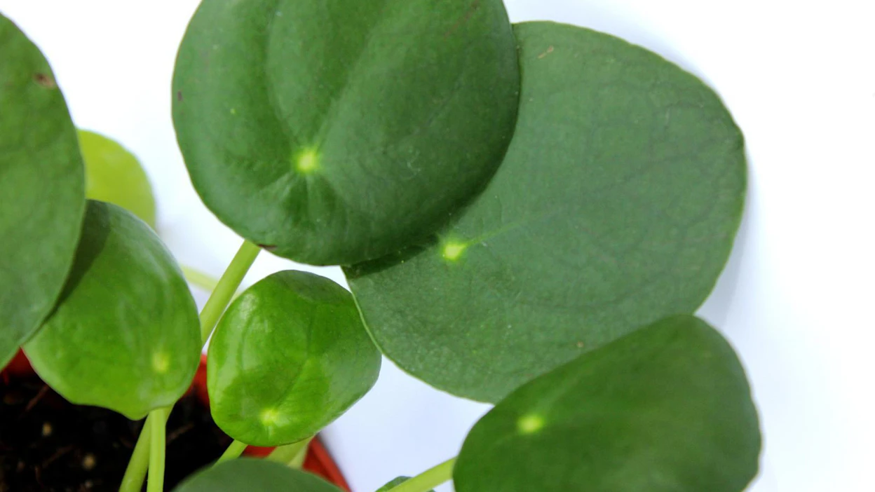 Kilpipiilea viihtyy valoisalla kasvupaikalla itä- tai pohjoisikkunalla. Se ei pidä seisovasta vedestä, joten kasvin hoitajan on varmistuttava, että ruukun pohjassa on reikä.