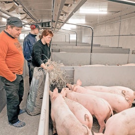Matti, Väinö ja Elisa Rantala viihtyvät uudessa ja raikkaassa sikalassa. Kahdeksassa kasvatusosastossa on 14 karsinaa kussakin. Sikalan päädyssä on osasto teuraskuljetusta odottaville eläimille.