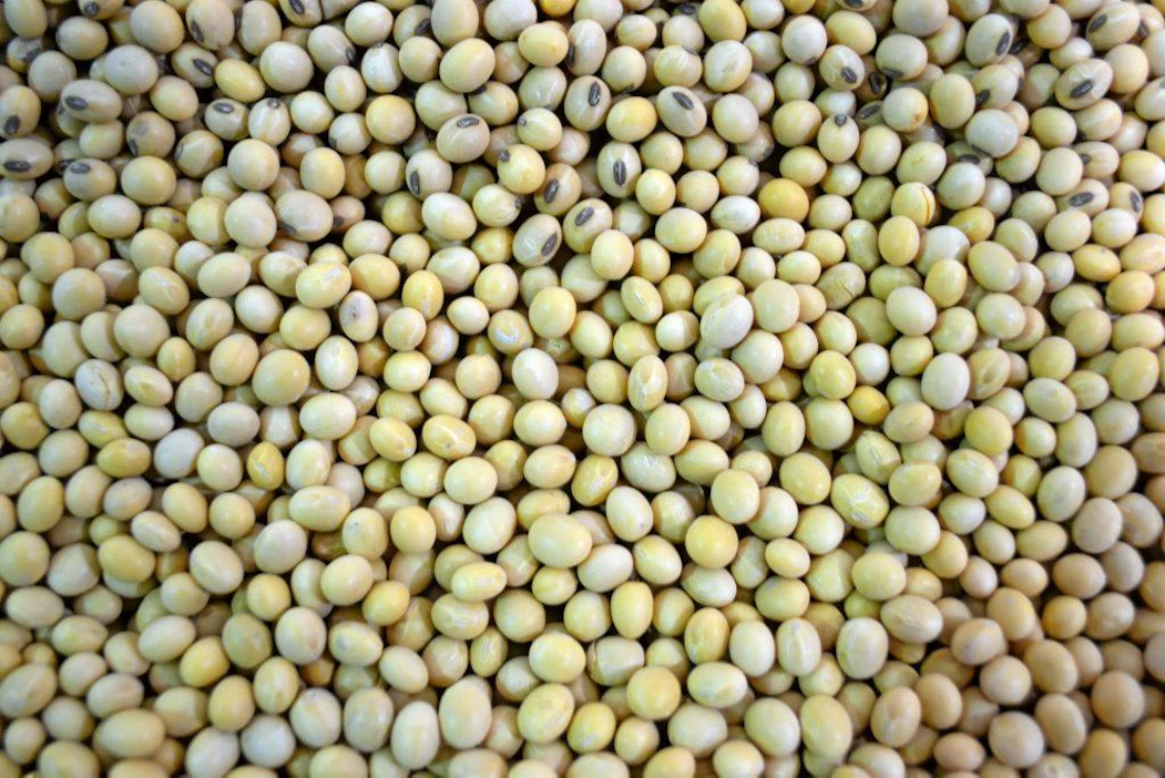 EU:sta tuodusta kasvinvalkuaisrahuaineista, kuten soijasta valmistetusta rouheesta, löydettiin valvonnassa salmonellaa.