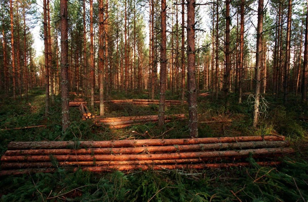 Hallitus valmistelee metsätietolain uudistusta, joka koskee metsävaratietojen julkista käyttöä.