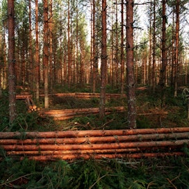 Hallitus valmistelee metsätietolain uudistusta, joka koskee metsävaratietojen julkista käyttöä.