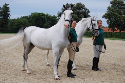 Siittolan hevosista valittiin kaksi upeimpiin kuuluvaa kansainväliselle toimittajajoukolle esiteltäviksi.