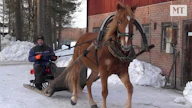 Juhani Inkisellä on reen edessä Hissutar. Tallin lämminveriset ovat myös olleet reen edessä.