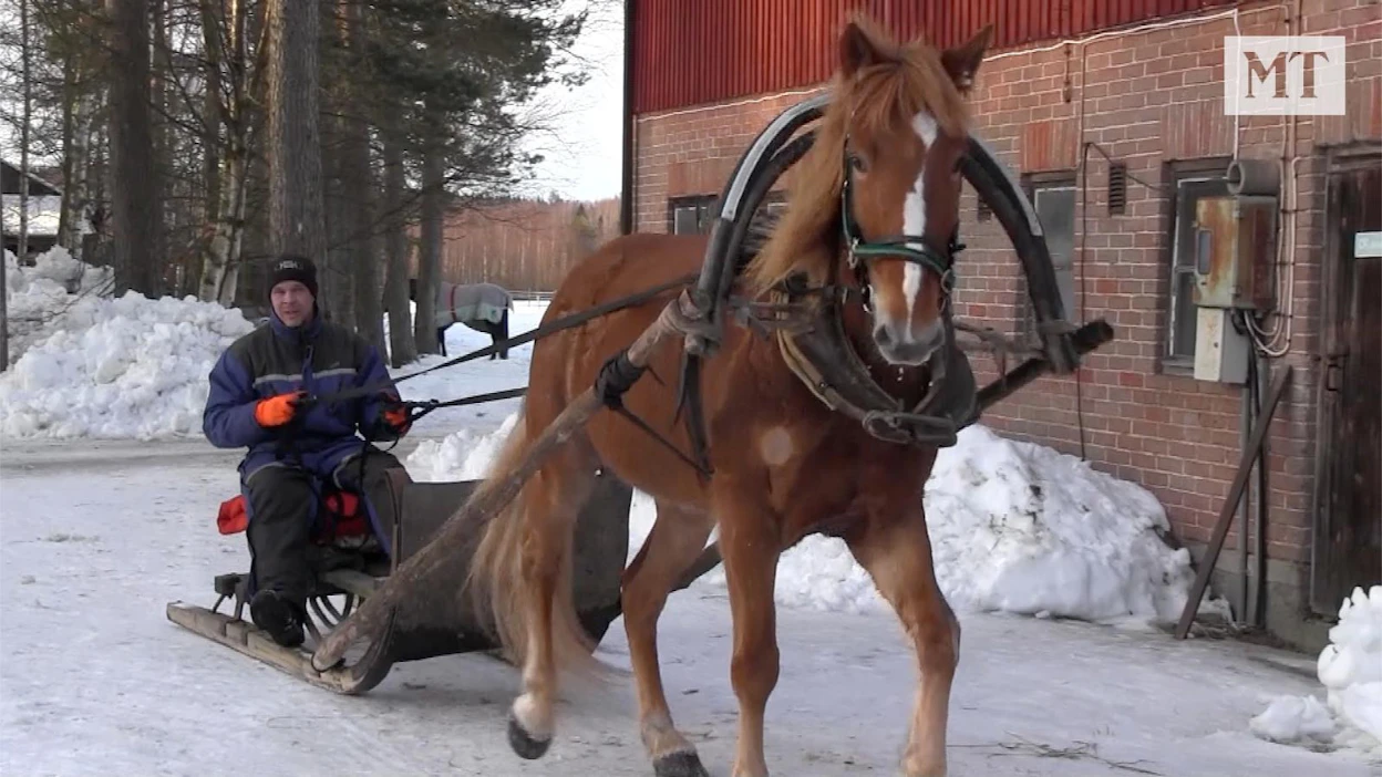 Juhani Inkisellä on reen edessä Hissutar. Tallin lämminveriset ovat myös olleet reen edessä.