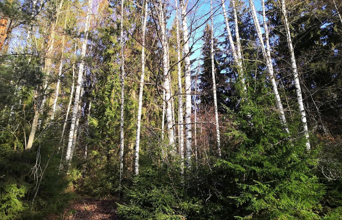Liian tiheä puusto ja runsas alikasvoskuusikko haittaavat pähkinäpensaiden kasvua.