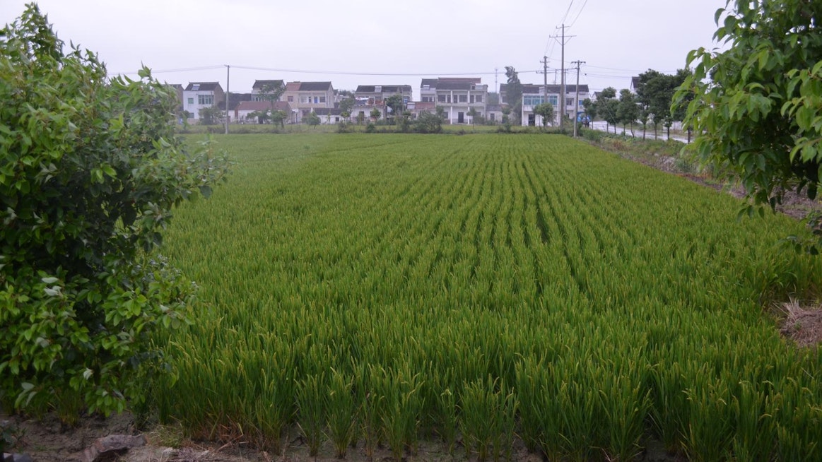Riisipeltoa Kiinassa.