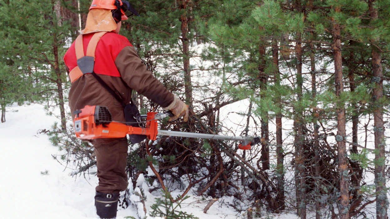Jos on raivannut taimikkonsa ja hakenut tuen alkuvuodesta, tukirahat ehtii saada todennäköisesti tämän vuoden aikana.