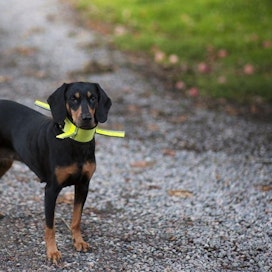 Ennen lenkille lähtöä on tärkeää varmistaa, että koiran heijastin tai huomiovalo näkyy joka suunnasta eli sivuilta, edestä ja takaa.